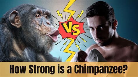How strong is a chimp. Things To Know About How strong is a chimp. 